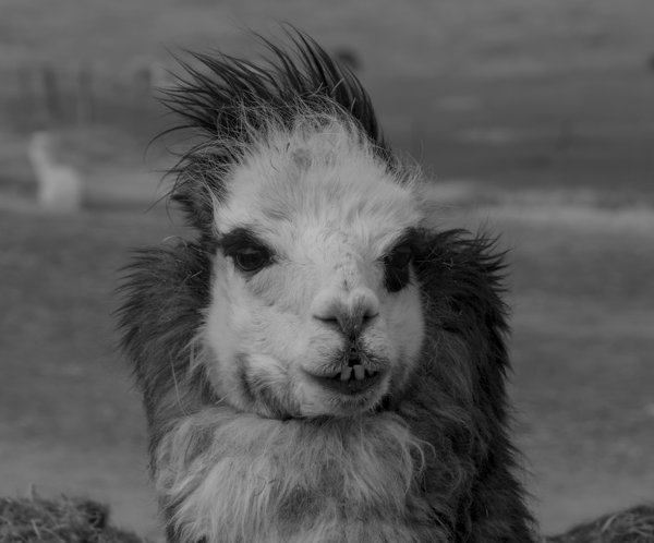 10.jpg photograph #1